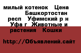 милый котенок › Цена ­ 1 500 - Башкортостан респ., Уфимский р-н, Уфа г. Животные и растения » Кошки   